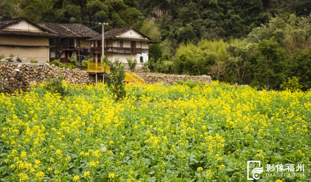 这些地方油菜花盛开惊艳了福州的春天