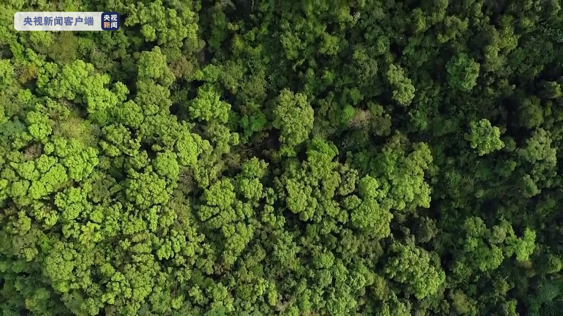 "海南热带雨林和黎族传统聚落"提名地位于中国海南岛中南部,是诸多