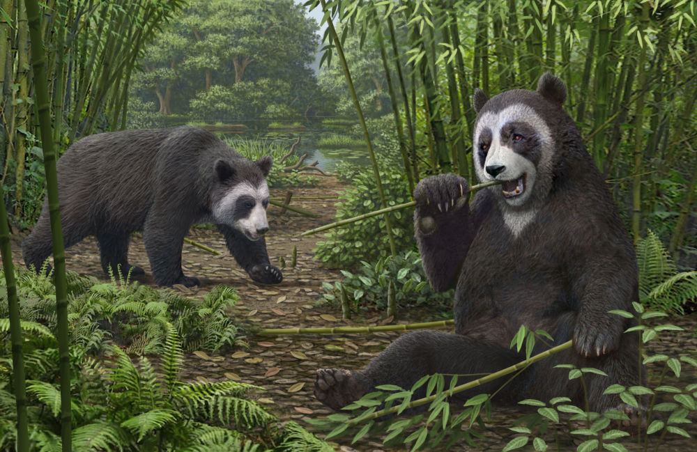 远古发现丨化石为证大熊猫吃竹已有600万年