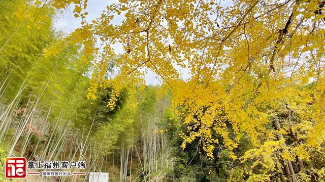 追新看点｜福州“银杏黄”惊艳上线！最美观赏地就在……