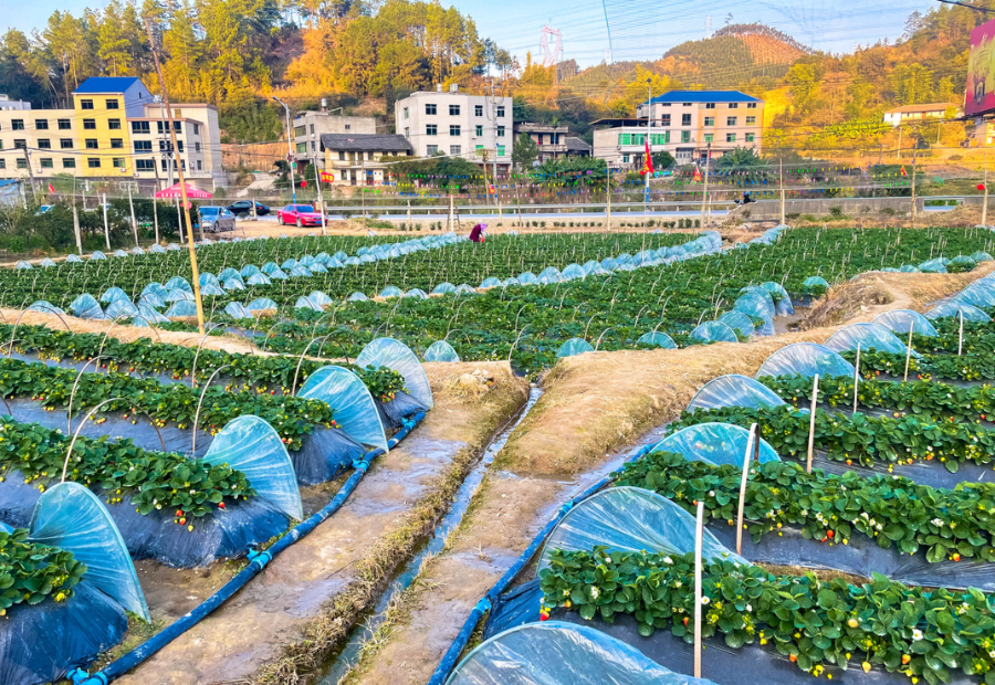 巧克力味的草莓你吃过吗？闽清白樟牛奶草莓生态园“上新”啦！