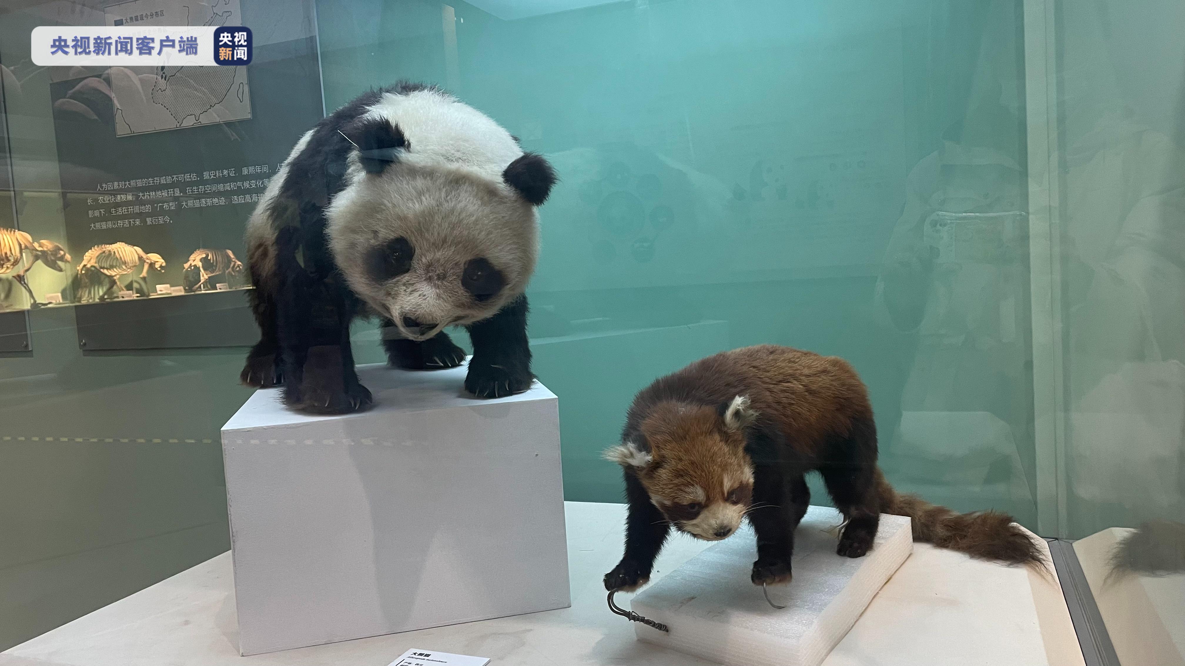 “熊猫时代——揭秘大熊猫的前世今生”展览开幕
