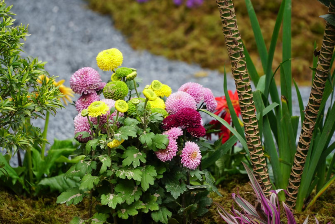 福州！多地绽放！是梅花？桃花？还是樱花？