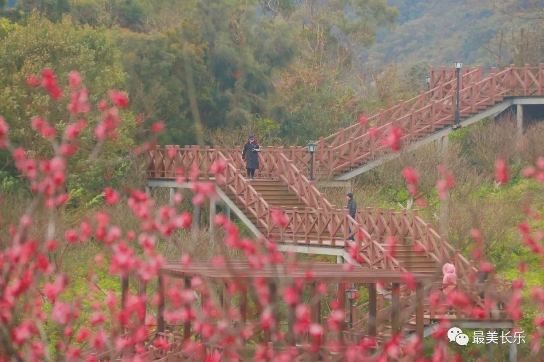 福州！多地绽放！是梅花？桃花？还是樱花？