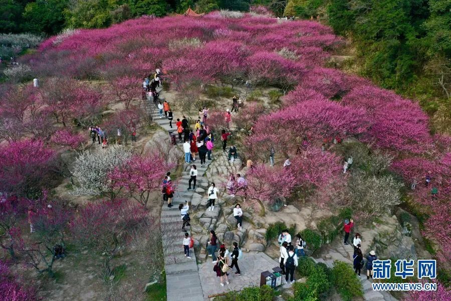 福州！多地绽放！是梅花？桃花？还是樱花？