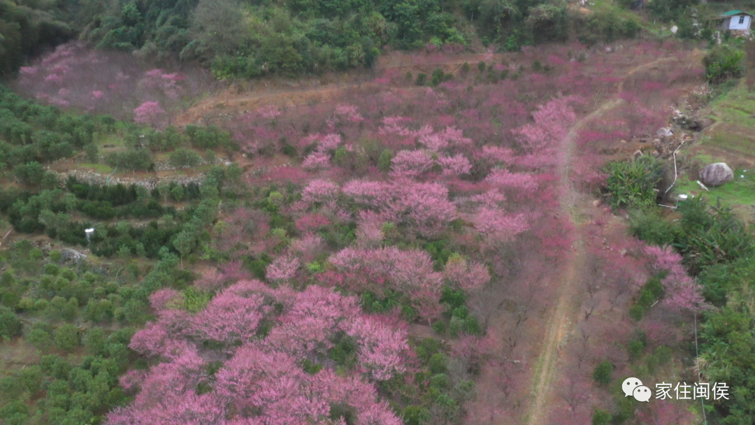 福州！多地绽放！是梅花？桃花？还是樱花？