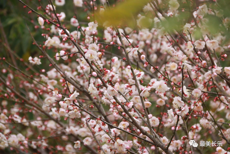 福州！多地绽放！是梅花？桃花？还是樱花？