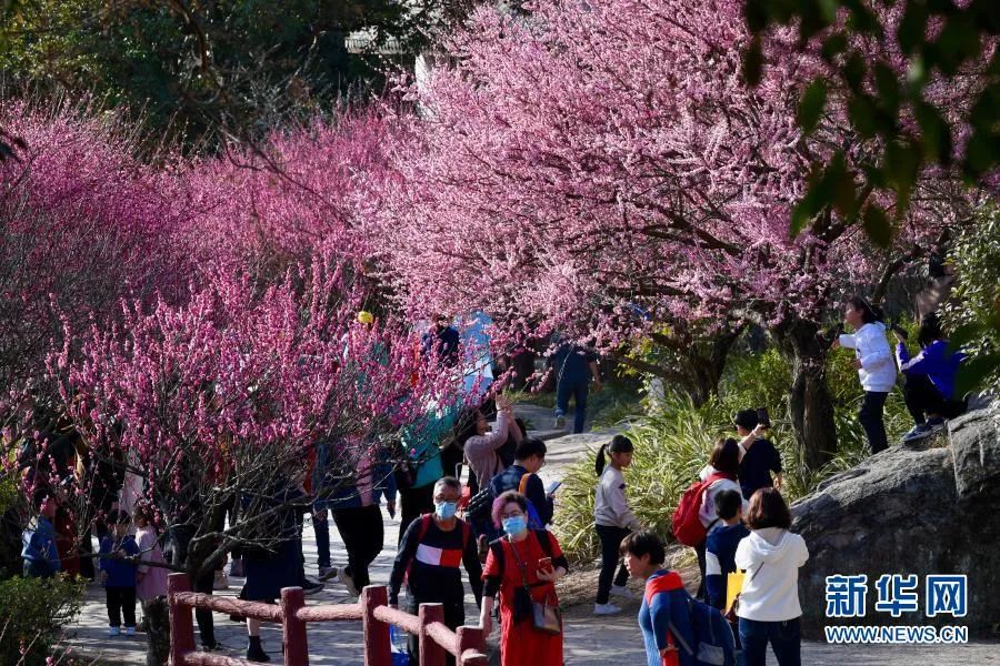 福州！多地绽放！是梅花？桃花？还是樱花？