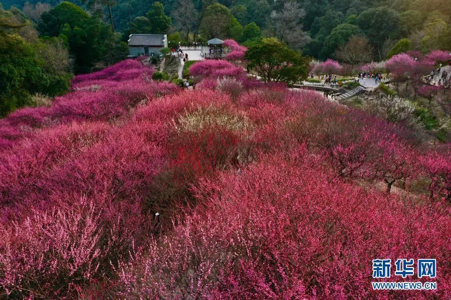 福州！多地绽放！是梅花？桃花？还是樱花？