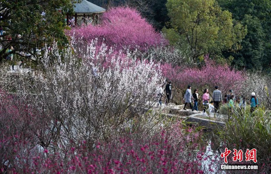 福州！多地绽放！是梅花？桃花？还是樱花？