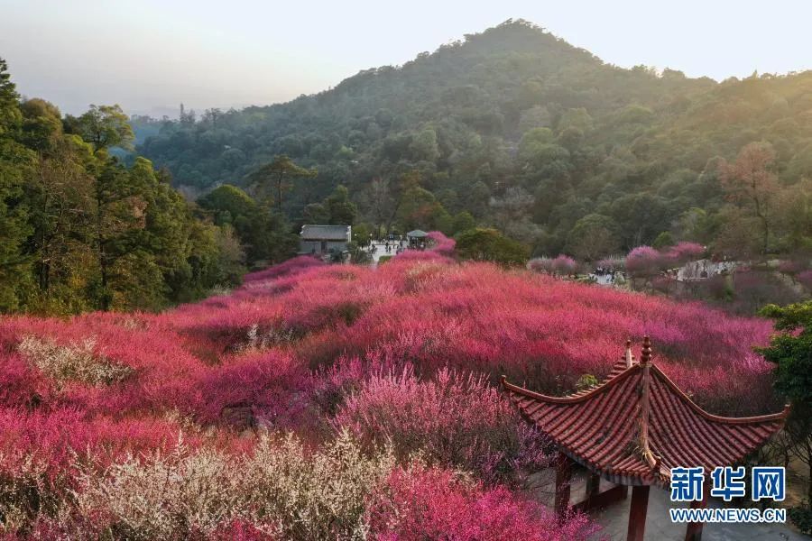 福州！多地绽放！是梅花？桃花？还是樱花？