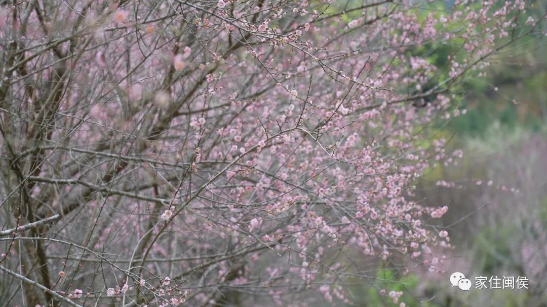 福州！多地绽放！是梅花？桃花？还是樱花？