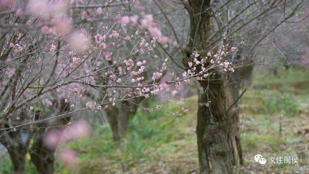 福州！多地绽放！是梅花？桃花？还是樱花？