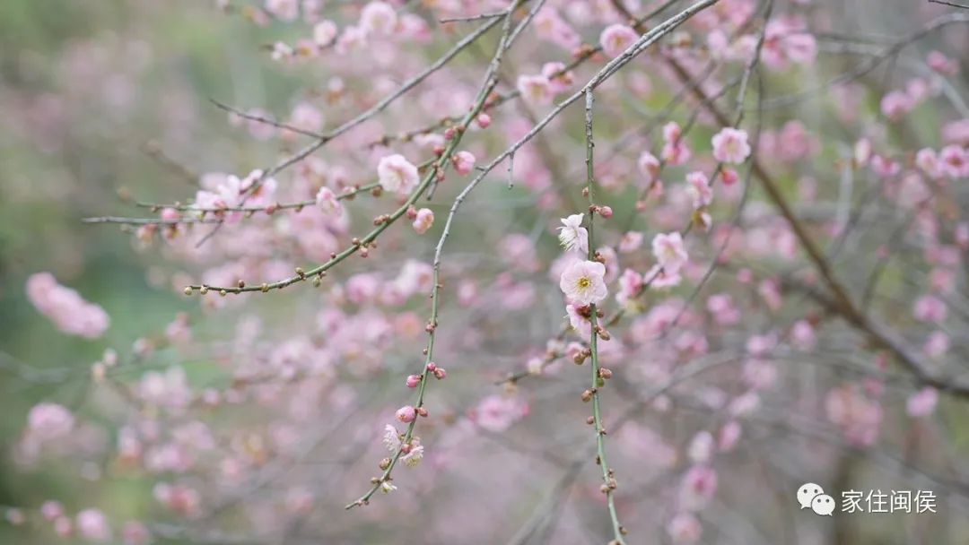 福州！多地绽放！是梅花？桃花？还是樱花？