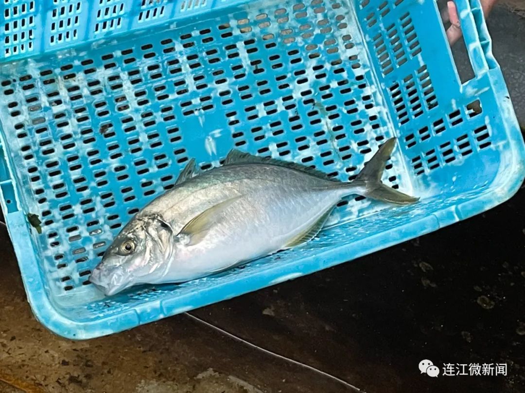 价格高！生长快！又一名贵鱼类“落户”连江海域