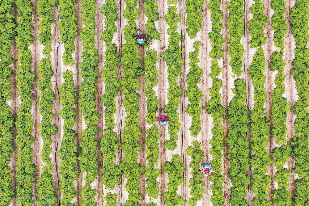 在平潭马铃薯种植基地，农户忙着喷洒养护液