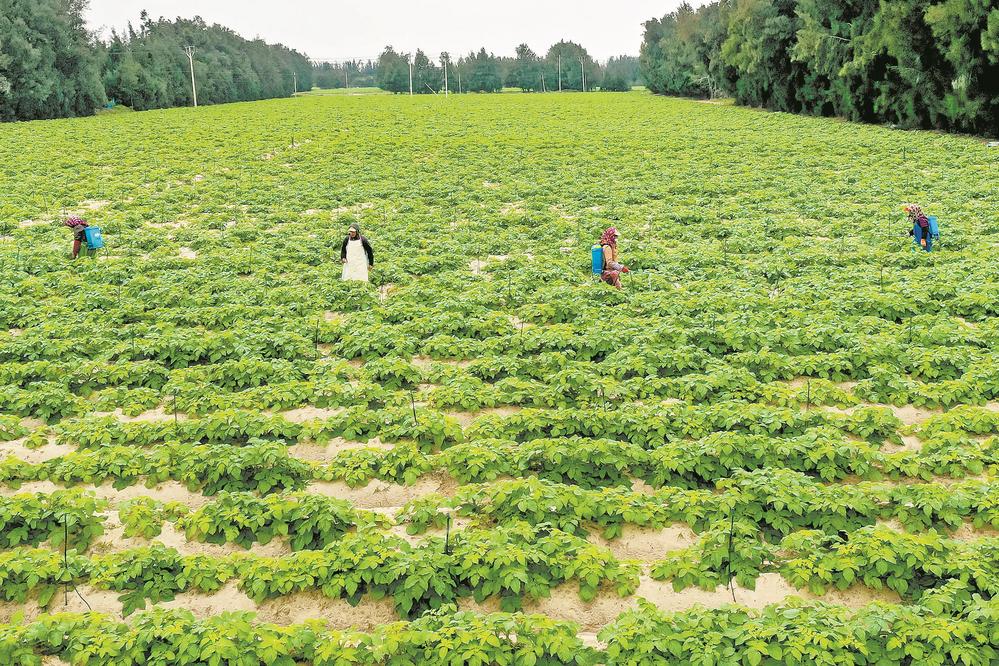 在平潭马铃薯种植基地，农户忙着喷洒养护液