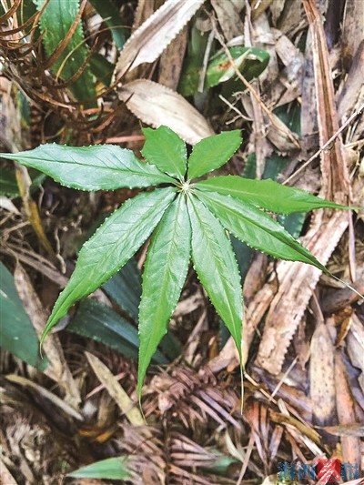 厦门花鸟世界自带“虎气”！盘点花鸟植物中的“虎字辈”