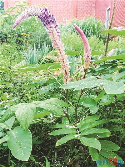 厦门花鸟世界自带“虎气”！盘点花鸟植物中的“虎字辈”