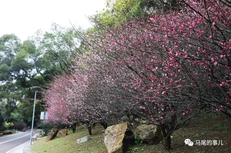 马尾春季第一波赏花指南，限定美景等你来！