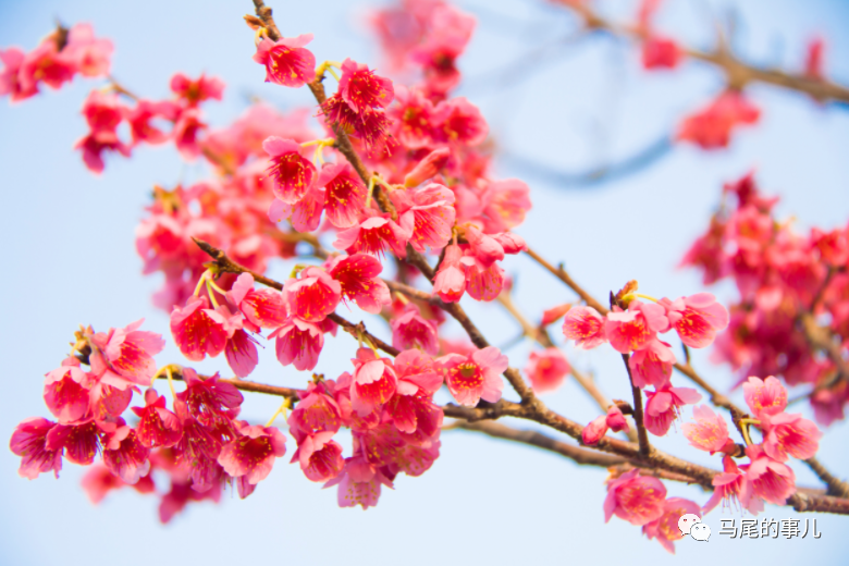 马尾春季第一波赏花指南，限定美景等你来！