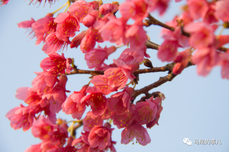 马尾春季第一波赏花指南，限定美景等你来！