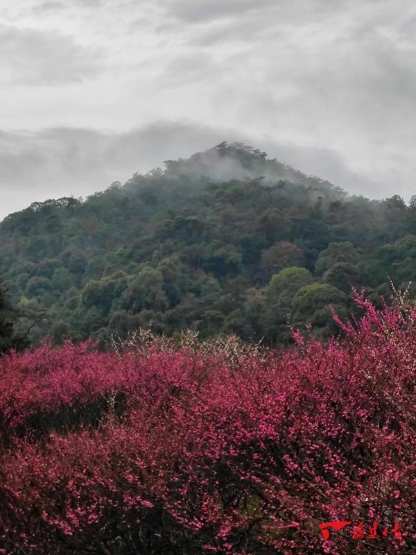 美！福州鼓山梅花盛放