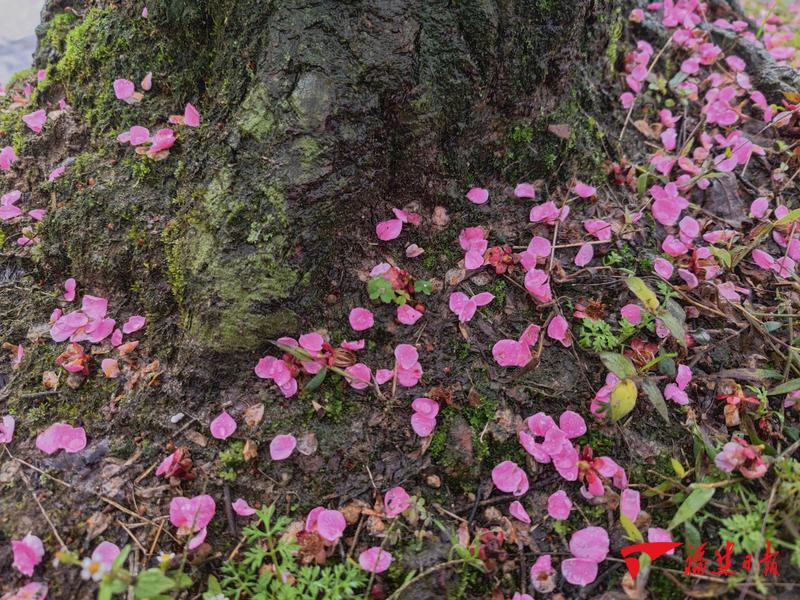 美！福州鼓山梅花盛放