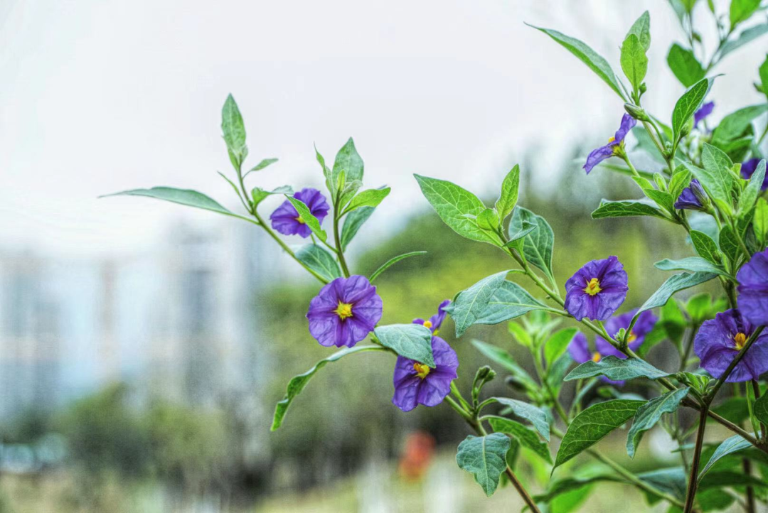 福州版“绿野仙踪”来了！就在……