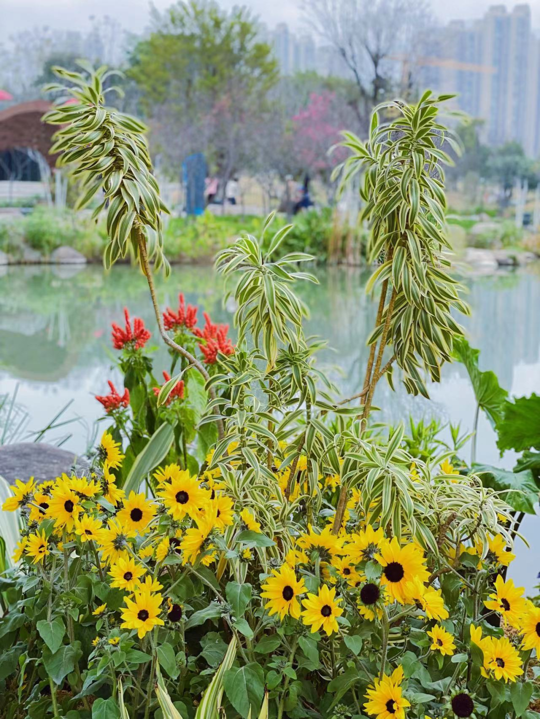 福州版“绿野仙踪”来了！就在……