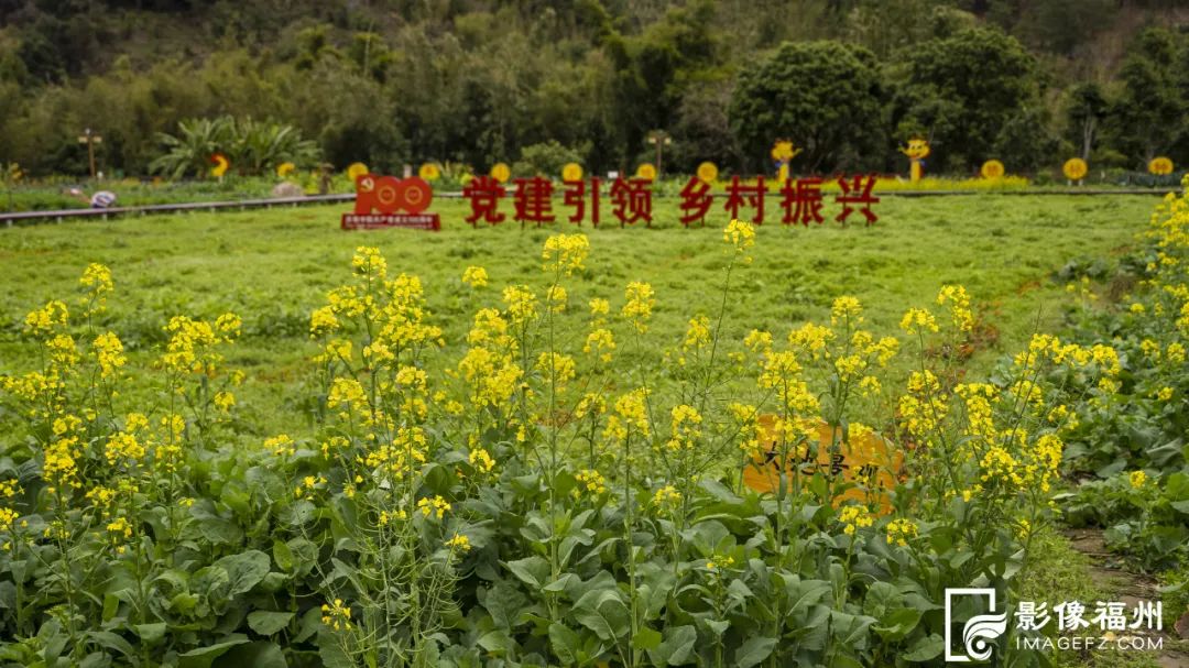 一转眼！福州到处金灿灿！就在……