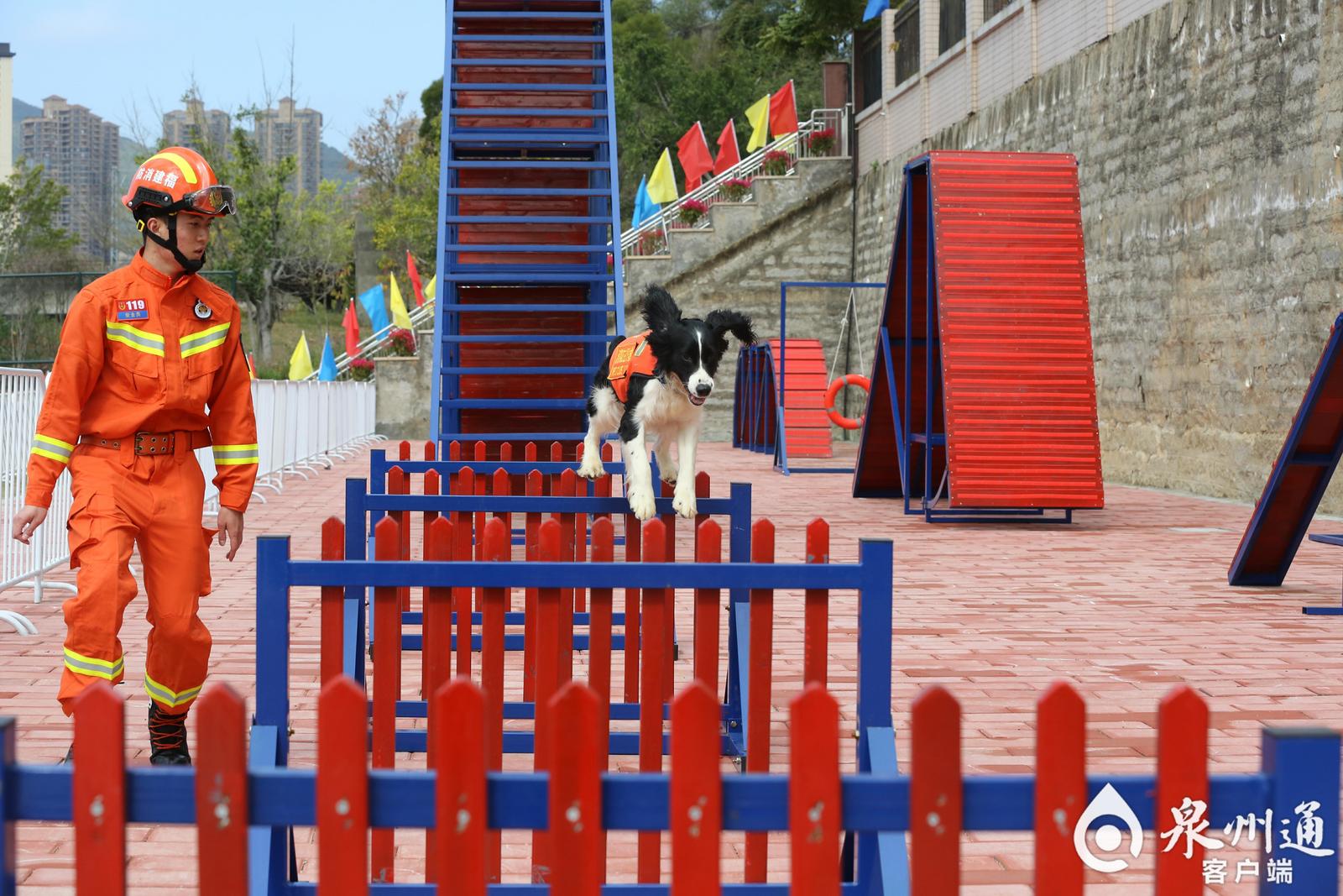 泉州也有了搜救犬训练基地