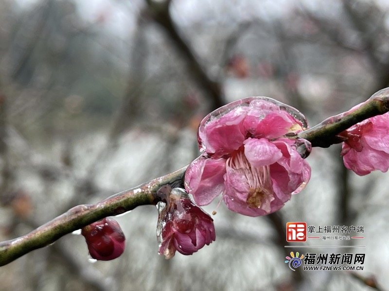 超治愈！福州市区迎初雪 鼓岭植物披“冰衣”