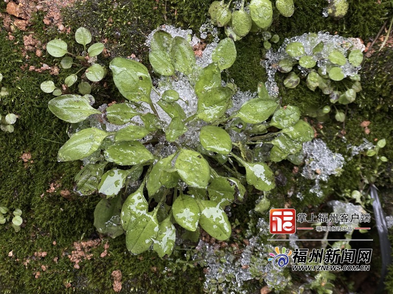 超治愈！福州市区迎初雪 鼓岭植物披“冰衣”