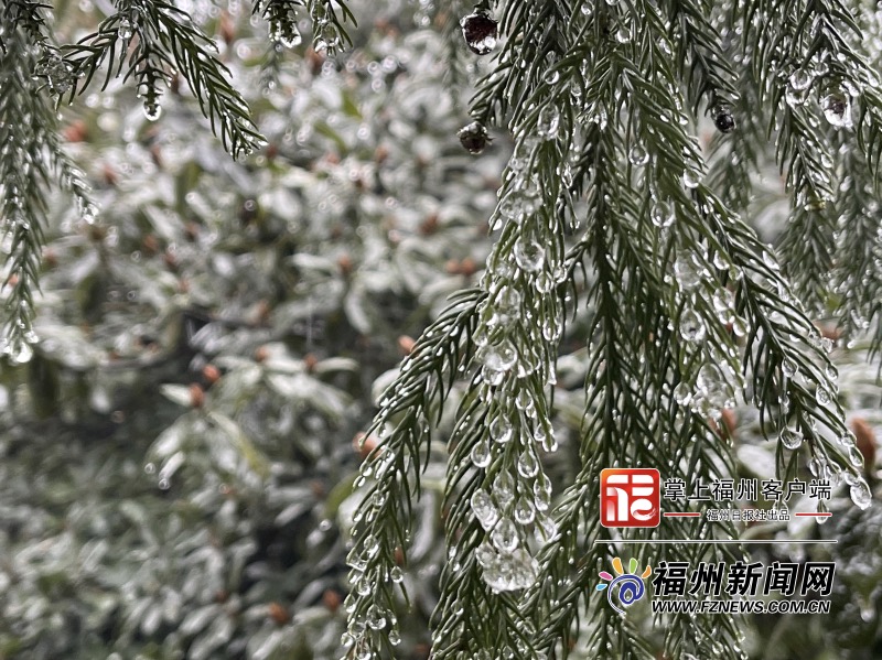 超治愈！福州市区迎初雪 鼓岭植物披“冰衣”