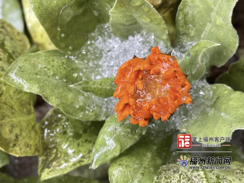 超治愈！福州市区迎初雪 鼓岭植物披“冰衣”