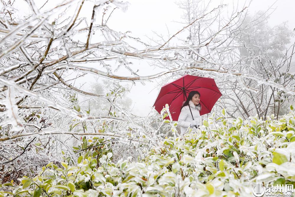 雨雾淞来袭 德化九仙山美丽“冻”人