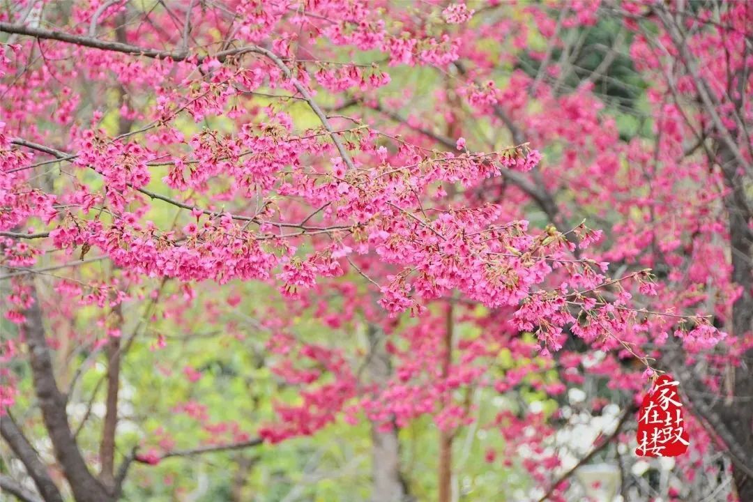 刷爆朋友圈的温泉公园郁金香花展，你打卡了吗？