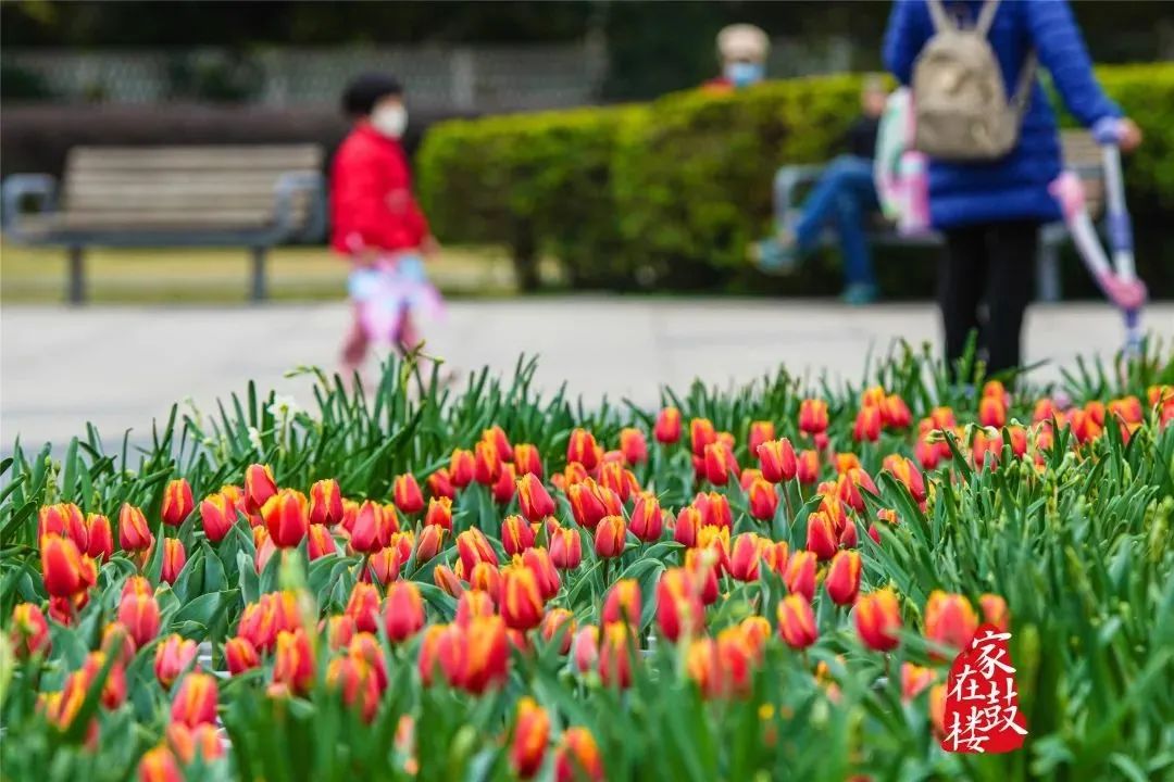 刷爆朋友圈的温泉公园郁金香花展，你打卡了吗？