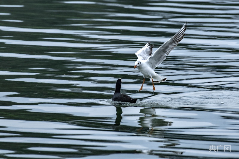 宁德东湖湿地公园变身“候鸟天堂”
