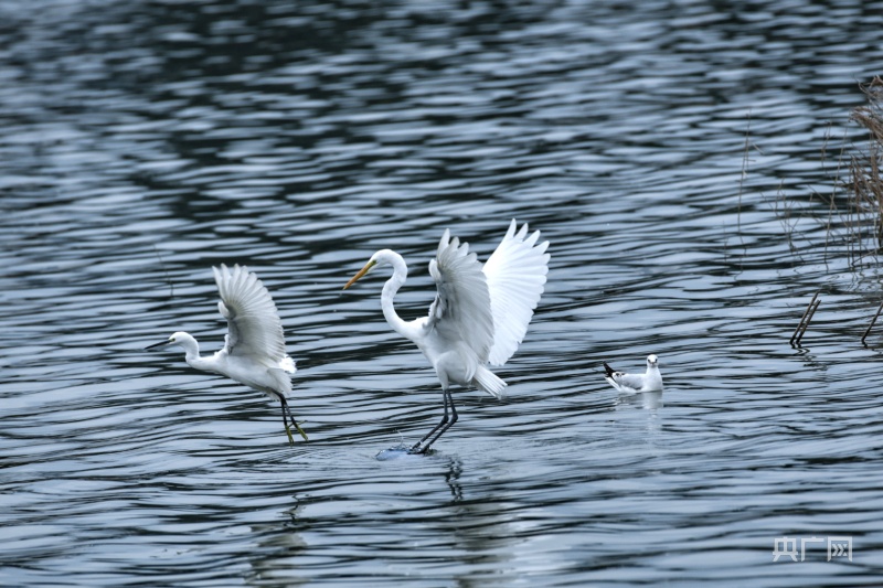宁德东湖湿地公园变身“候鸟天堂”
