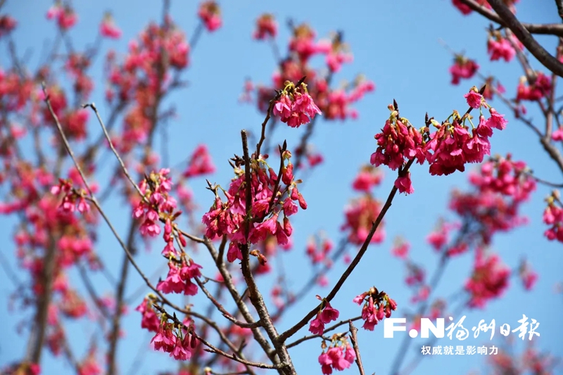 福州滨海新城这片樱花林，灿烂盛开