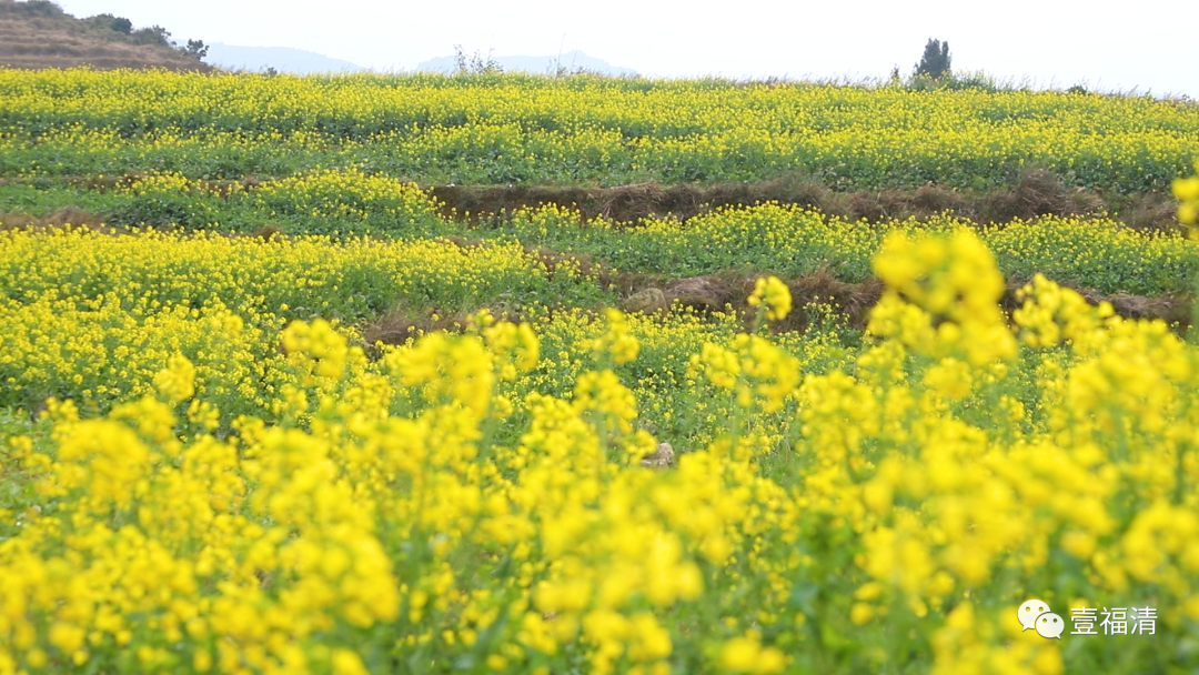 邂逅黄金浪漫！福清这里20多亩油菜花田盛开