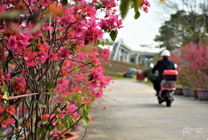 福州：春暖花开 踏青赏花所遇皆风景