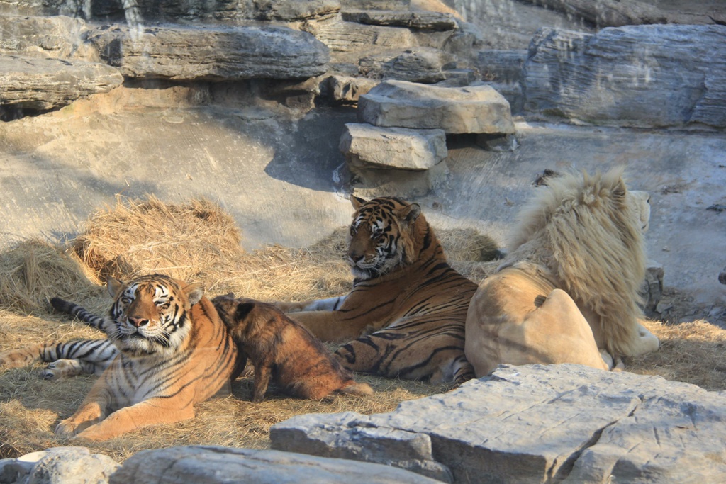 小狗撵着狮子、老虎跑？北京野生动物园回应
