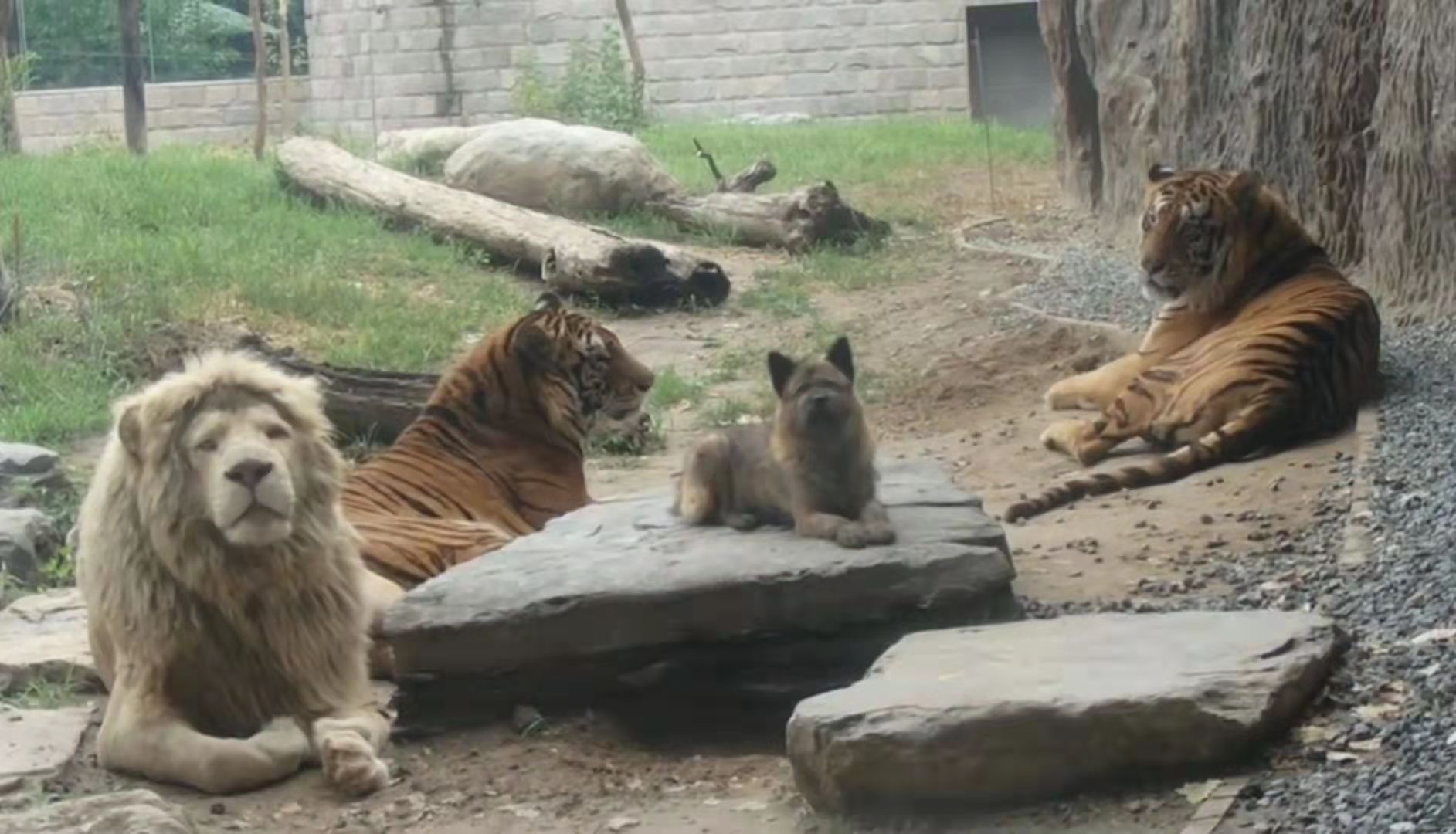 小狗撵着狮子、老虎跑？北京野生动物园回应