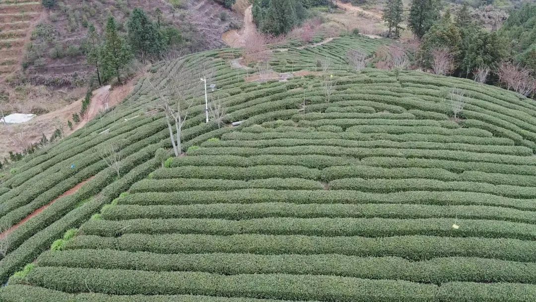 赞！永泰茶叶种植户的“定心丸”来了！