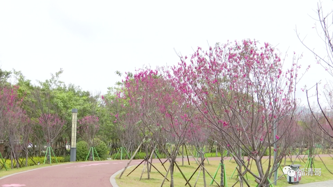 赏樱正当时~福清城区樱花开了，美美美！