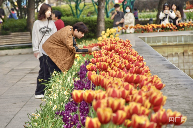 三月春来到 福州温泉公园7万余株郁金香盛放