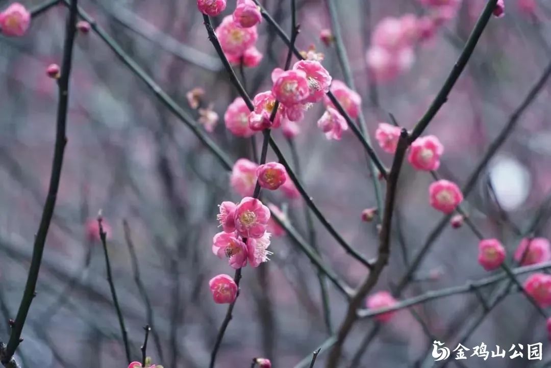 看！福州的红粉黄绿白……